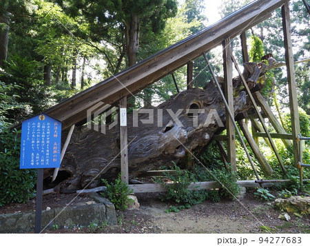 新潟・国上寺　大師五鈷掛松 94277683