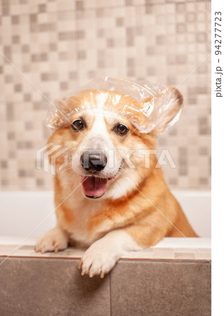 corgi washes in bathroom, funny hat on ears, water procedures, taking care of pet, happy dog. corgi washes in bathroom, funny hat on ears, water procedures, taking care of pet, happy dog. 94277723