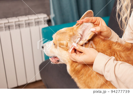 woman cleans ears of corgi dog with cotton swab, hygiene, care and grooming of pets. 94277739