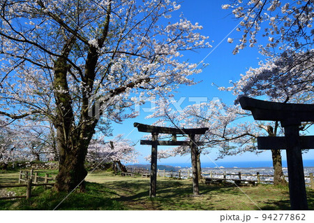 村上城址の桜（新潟県） 94277862