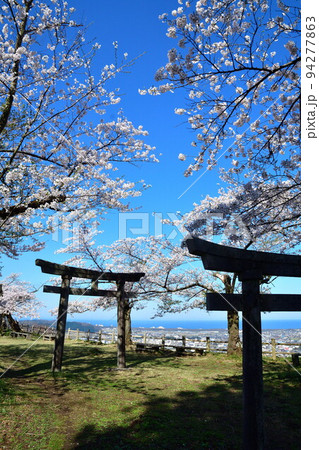 村上城址の桜（新潟県） 94277863