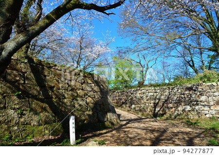 村上城址の桜（新潟県） 94277877