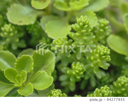 多肉植物7 94277935
