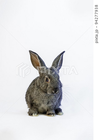 白背景前に座る1匹の黒い子ウサギの正面姿の全身。プロパティーリリースあり。 94277938