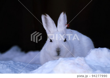 うさぎ うさぎ 94277990