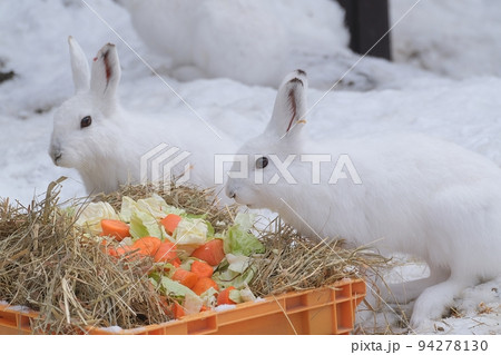 うさぎ 94278130