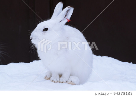 うさぎ 94278135