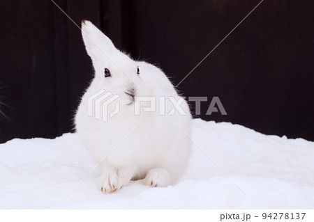 うさぎ 94278137