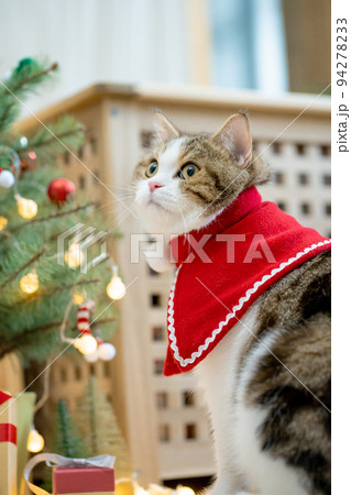 scottish tabby cat in christmas theme cloth during play with new year gift and christmas tree 94278233