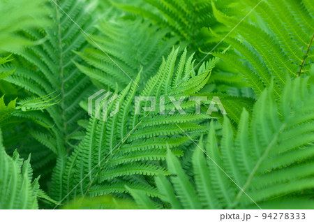 シダ植物の群生 94278333