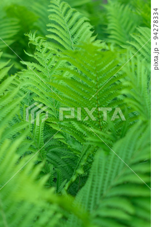 シダ植物の群生 シダ植物の群生 94278334
