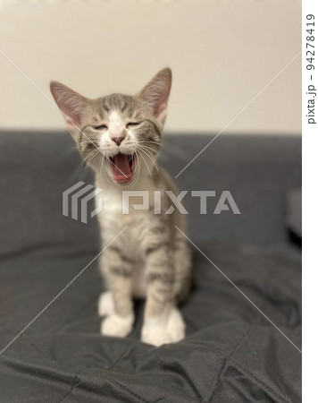 子猫 子猫 94278419