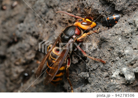 樹液をなめるモンスズメバチ 94278506