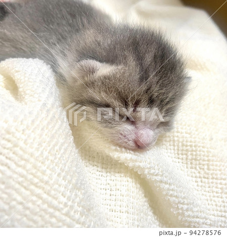 産まれたての子猫 94278576