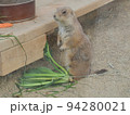 大事な餌を落として呆然とするプレーリードッグ 94280021