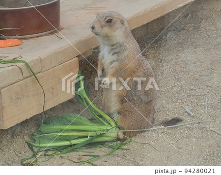 大事な餌を落として呆然とするプレーリードッグ 大事な餌を落として呆然とするプレーリードッグ 94280021