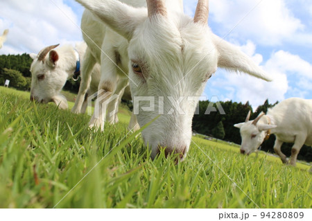 草を食べる子ヤギ 94280809