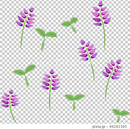 lavender and sprout 94281305