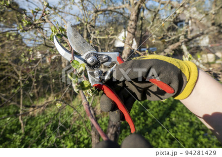 Pruning pear branches pruners. Trimming the tree with a cutter. Spring pruning of fruit trees. 94281429