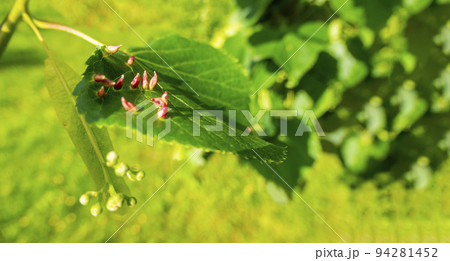 Lime nail gall caused by red nail gall mite Eriophyes tiliae on the leaves of common lime. Lime nail gall caused by red nail gall mite Eriophyes tiliae on the leaves of common lime. 94281452