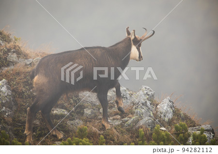 Tatra chamois climbing on rocks in mist in autumn nature Tatra chamois climbing on rocks in mist in autumn nature 94282112