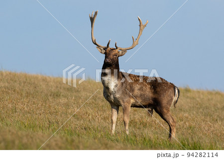 Fallow deer standing on grassland in autumn with blue sky Fallow deer standing on grassland in autumn with blue sky 94282114