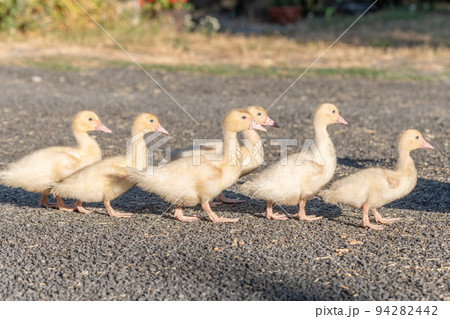 Duck chicks family walking together on farm. 94282442