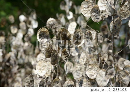 ゴウダソウ 94283108