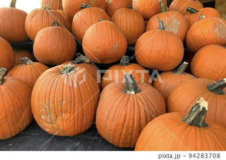 Collection of larg pumpkins. fresh orange pumpkins. autumn halloween pumpkins. 94283708