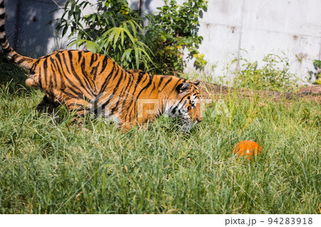 天王寺動物園 ボールで遊ぶアムールトラ 天王寺動物園 ボールで遊ぶアムールトラ 94283918