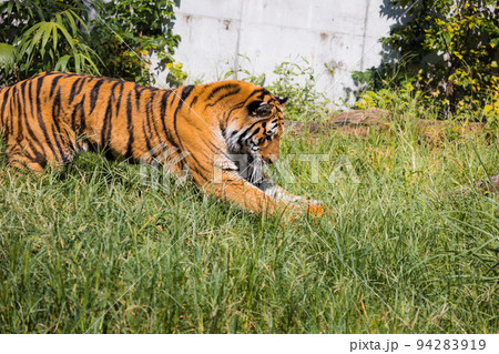 天王寺動物園　ボールで遊ぶアムールトラ 94283919