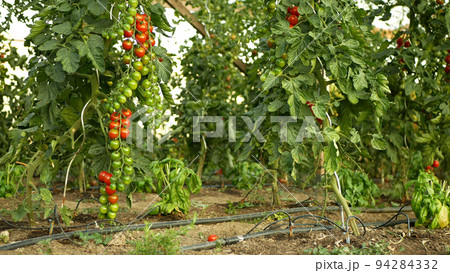 Tomato berry bio branch unripe green harvest tomatoes cherry vine crop vegetable red harvesting greenhouse plant grow foil field Solanum lycopersicum farm farming brushwood growth garden organic 94284332