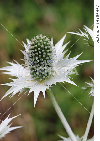 Ornamental sea holly with silver bracts Ornamental sea holly with silver bracts 94284447