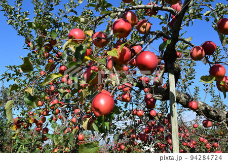 赤く実ったリンゴ 赤く実ったリンゴ 94284724