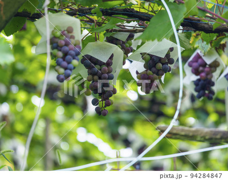 葡萄が実る果実園の風景 94284847