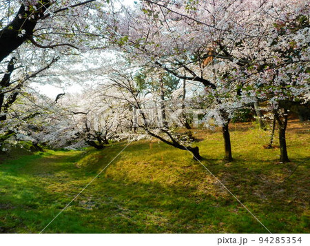 桜の回廊 桜の回廊 94285354