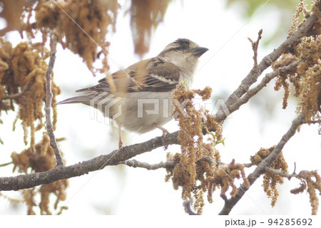 ニュウナイスズメ　クヌギの花についた虫を探す　頬に黒い斑点のないスズメ 94285692