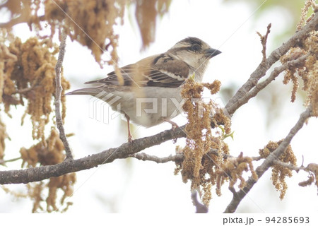 ニュウナイスズメ　クヌギの花についた虫を探す　頬に黒い斑点のないスズメ 94285693