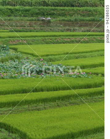 明日香村の棚田に咲く蓮の花 94286035