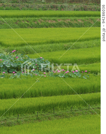 明日香村の棚田に咲く蓮の花 94286036