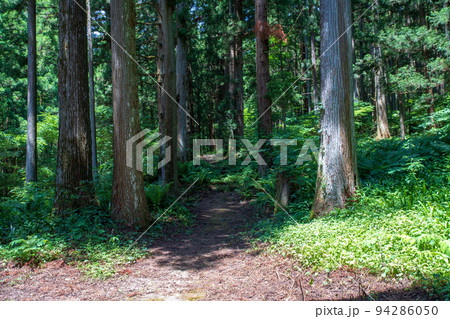 迦葉山弥勒寺 山門付近の参道 初夏の季節 迦葉山弥勒寺 山門付近の参道 初夏の季節 94286050