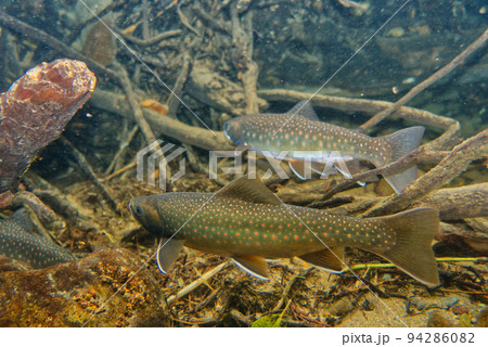 然別湖のミヤベイワナ 94286082