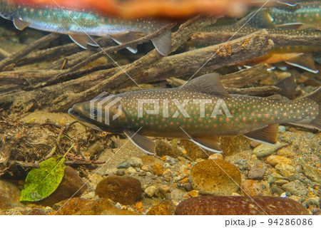 然別湖のミヤベイワナ 94286086