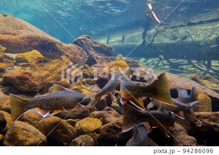 然別湖のミヤベイワナ 然別湖のミヤベイワナ 94286096