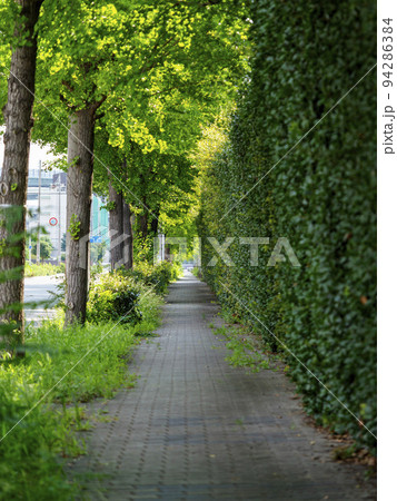 新緑の銀杏並木が並ぶ歩道 新緑の銀杏並木が並ぶ歩道 94286384