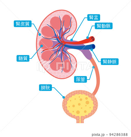 腎臓の断面 部位説明イラスト 腎臓の断面 部位説明イラスト 94286388