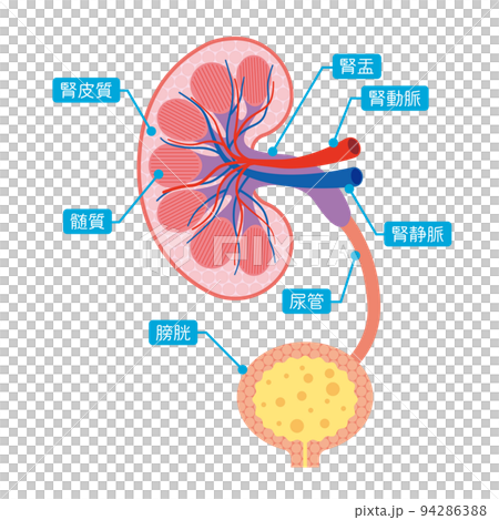 腎臓の断面 部位説明イラスト 腎臓の断面 部位説明イラスト 94286388