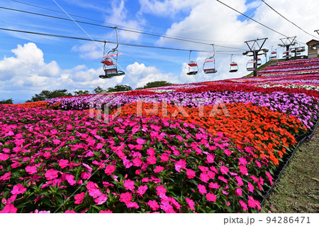 茶臼山高原のサンパチェンス 茶臼山高原のサンパチェンス 94286471