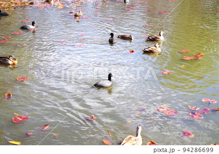 公園の池と鴨 公園の池と鴨 94286699