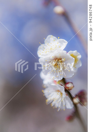 吉野公園の白梅の花 94286748
